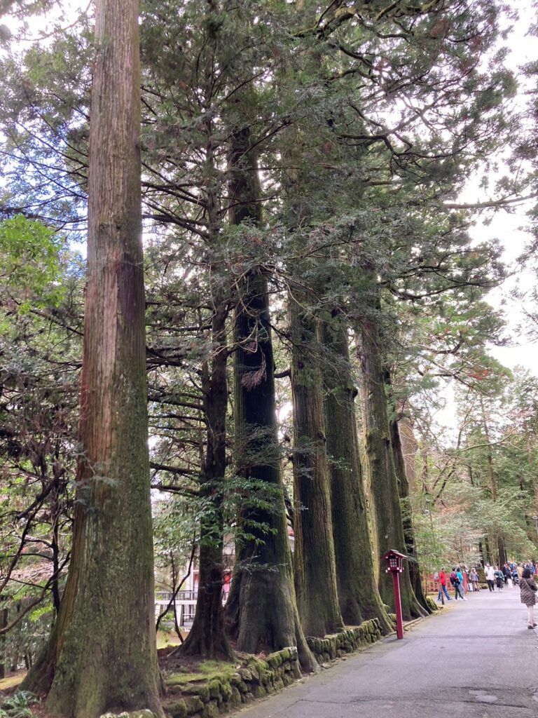 箱根神社の参道にある杉の木