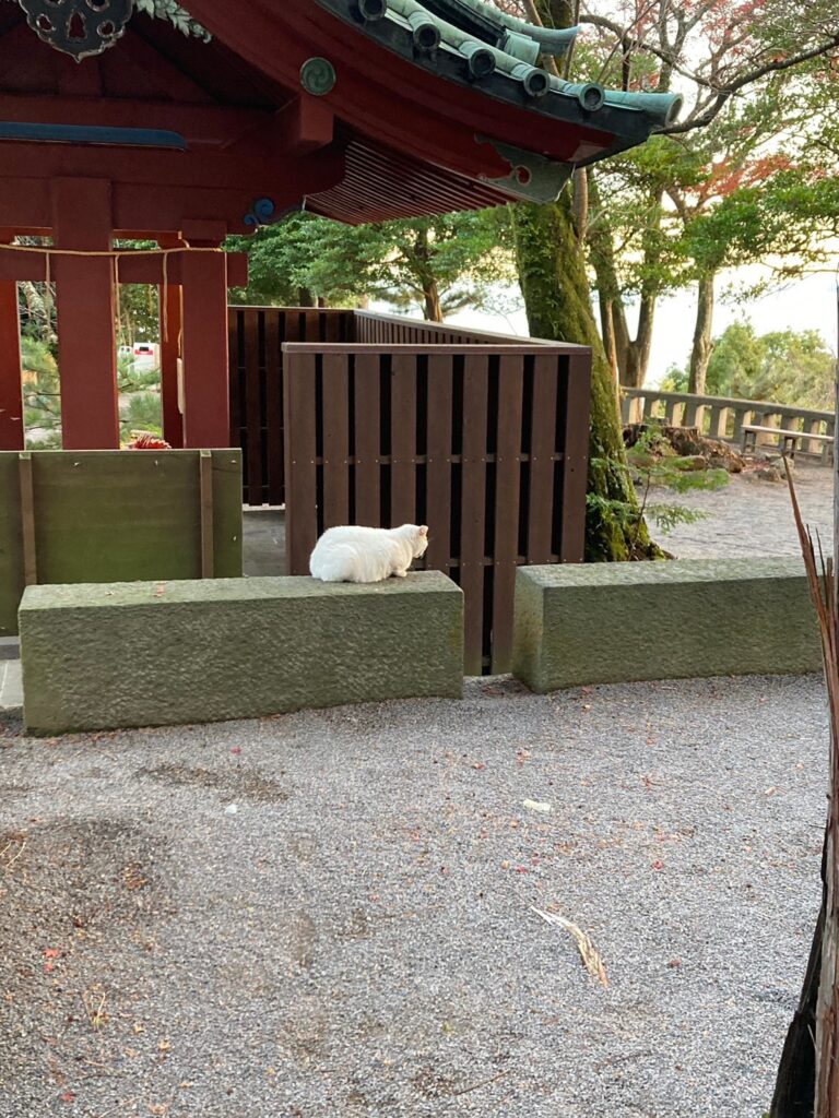 伊豆山神社で見れたらラッキーな白猫