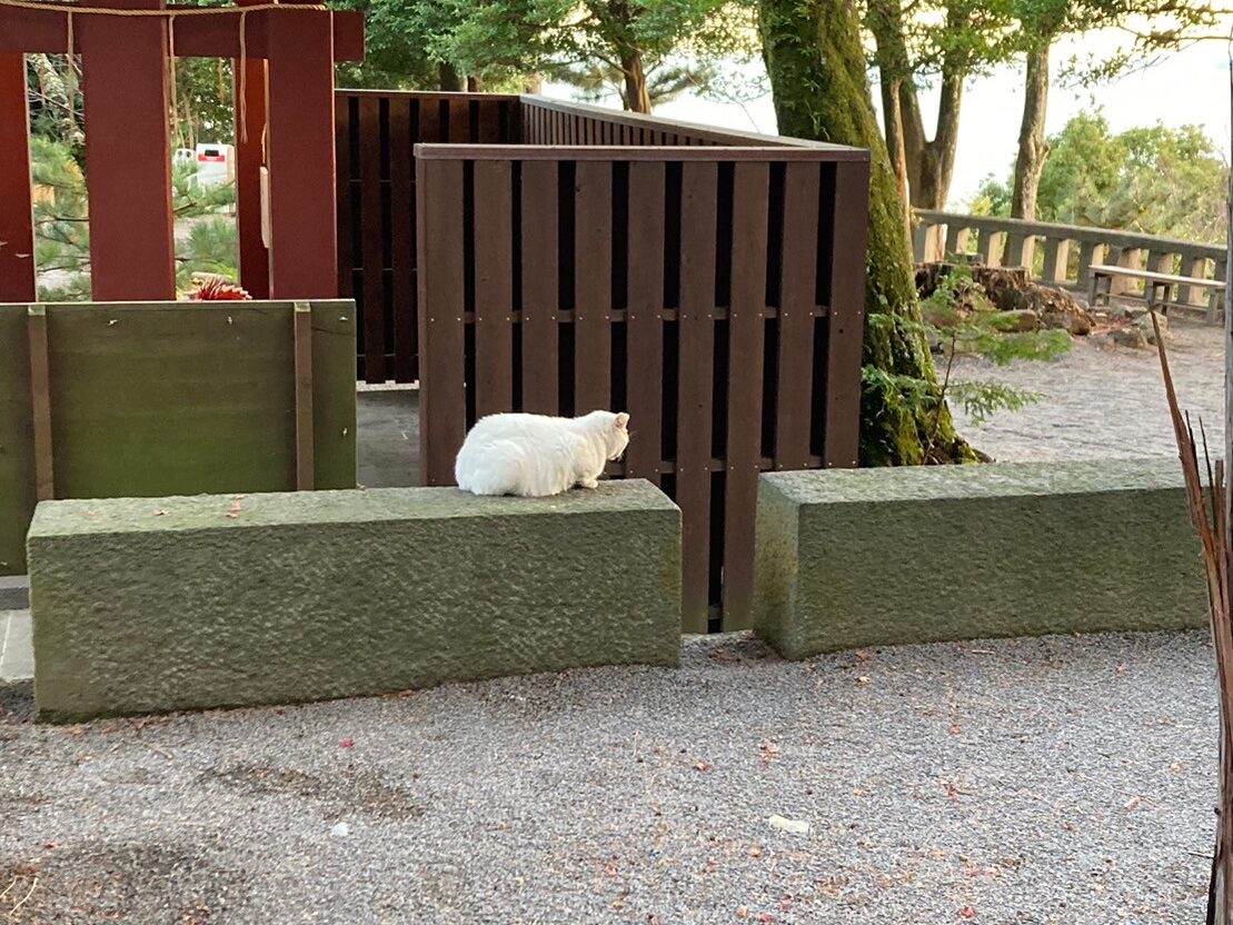 伊豆山神社で見れたらラッキーな白猫